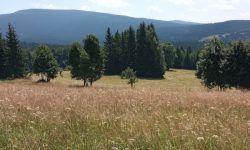 IMG_20210730_124752
