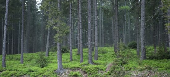 Monitoring Lęgowych Sów Leśnych w ramach Monitoringu Ptaków Polski (lata 2023-2025)