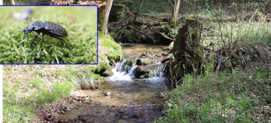 Monitoring biegacza urozmaiconego Carabus variolosus, w ramach Monitoringu gatunków i siedlisk przyrodniczych realizowanego przez GIOŚ