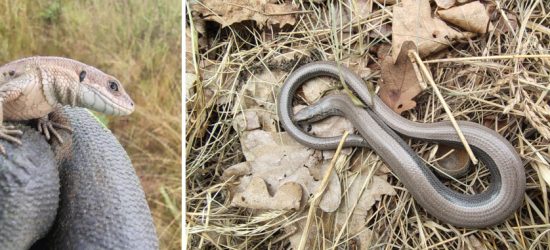 Monitoring obecności i relokacja gadów z terenu projektowanego obszaru górniczego „Tłumaczów-Gajów”.